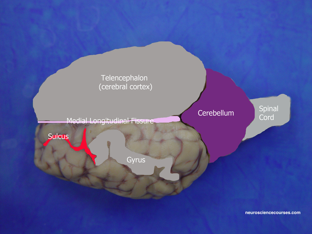 superior colliculus sheep brain