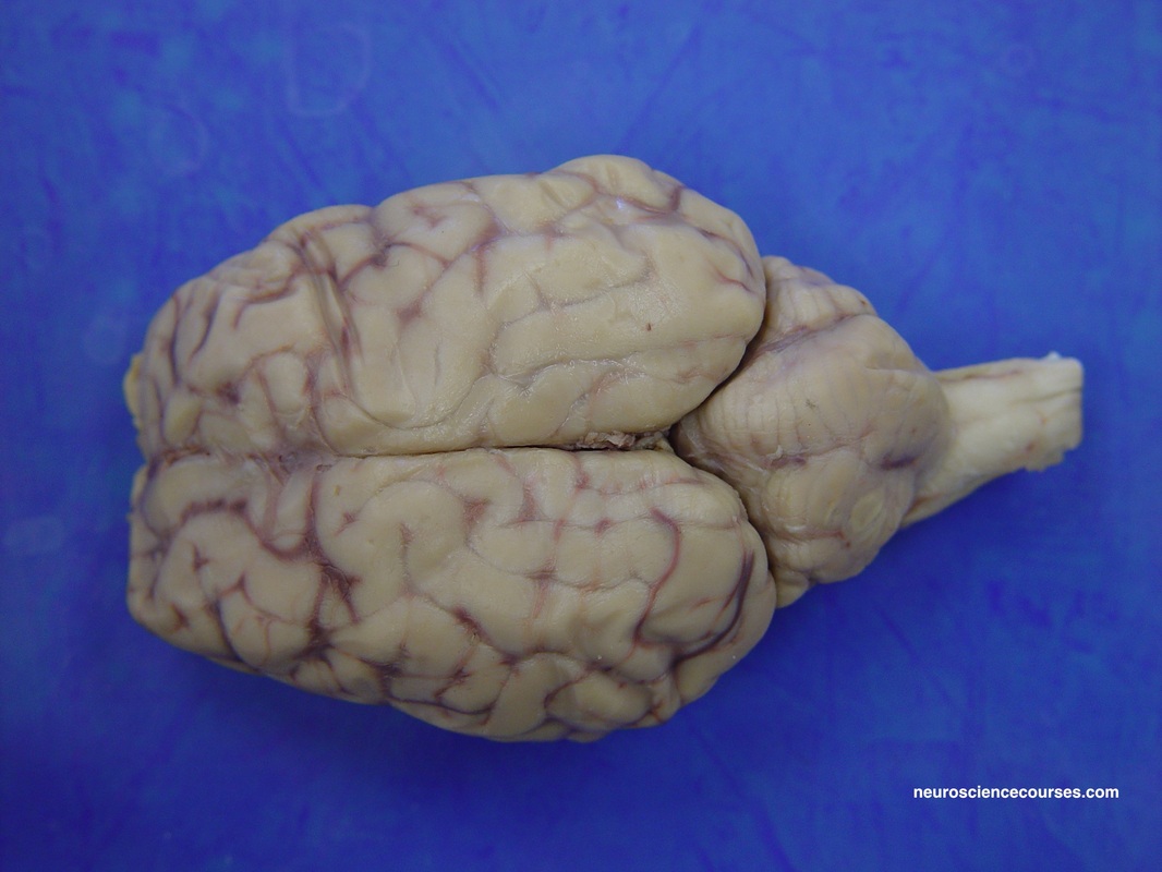 superior colliculus sheep brain