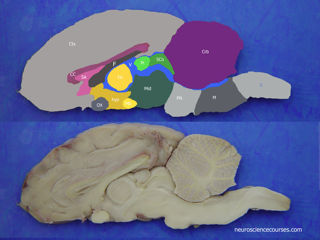 superior colliculus sheep brain
